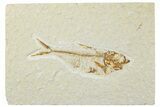 Detailed Fossil Fish (Diplomystus) - Wyoming #244170-1
